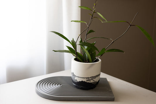 How to Create a Concrete Planter with Crackle Effect